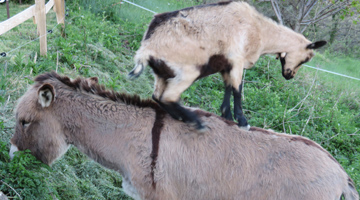 La biquette du Monteillet